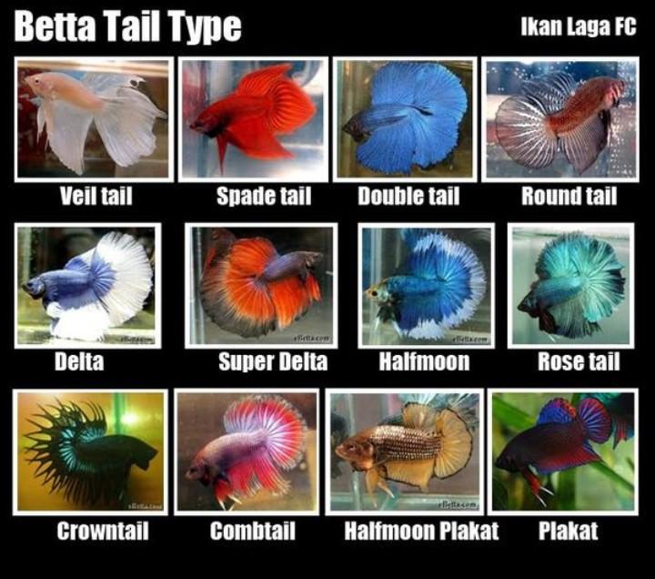 Betta Fish Care on X: Betta fish tail types. Can you find yours?   / X