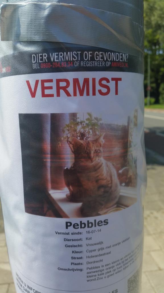 Helma44's tweet image. In dezelfde omgeving sterrenburg. 3 poezen van de aardbodem verdwenen. RT aub. Stof tot denken!