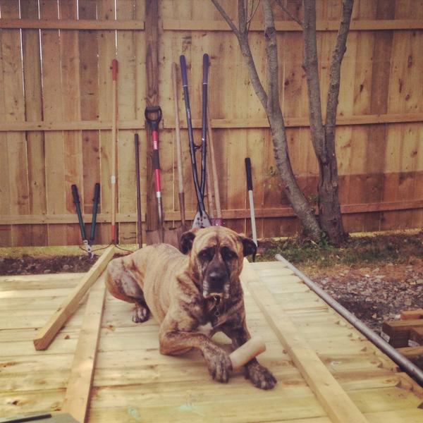 KendraDull's tweet photo. Mae was a big help at the house yesterday!  #workdog #rescue #newfence http://t.co/IMRmig2MMG