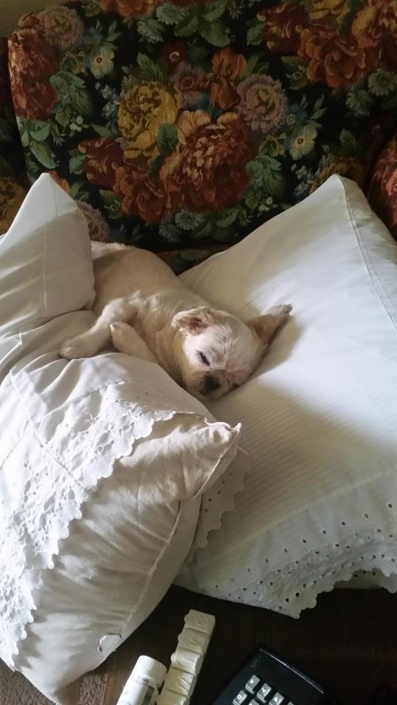 Trixie girl lazy Sunday