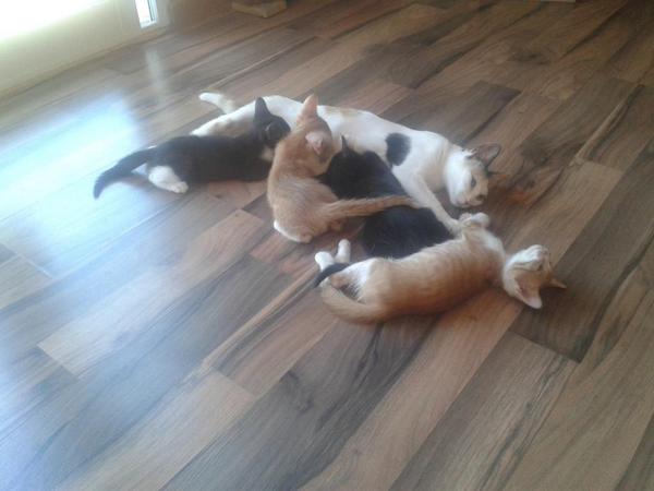 PereniguezPerez's tweet photo. Quiere alguien un gatico? #AhíLoLlevas http://t.co/Ek6Ww5mb73