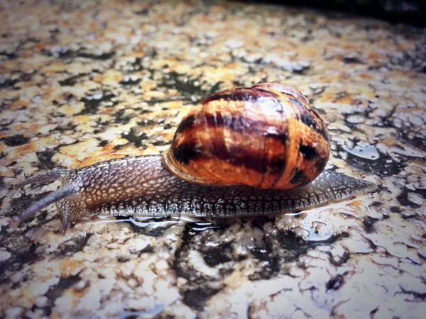 helenmcnulty's tweet photo. "What housing shortage?" #snailtalk http://t.co/D5xS2TrNqh