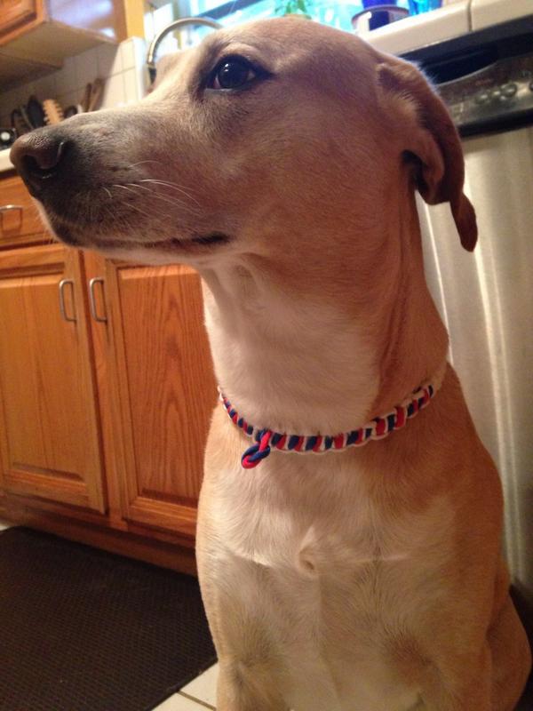 SouthFloDeals's tweet photo. Rocco's new collar thanks to http://t.co/Rl4UIdRFjv http://t.co/ldUbpQWanr