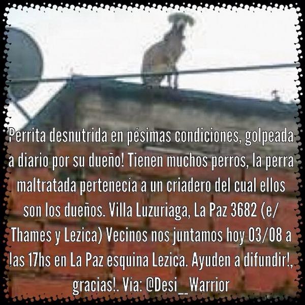 Niñera De Mascotas tweet media