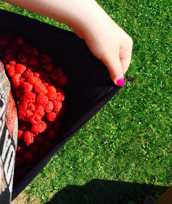 Schesbalz's tweet image. Ran out of room in the Tupperware dish so we had to think fast... My @FLAGALine shirt worked #raspberrypicking