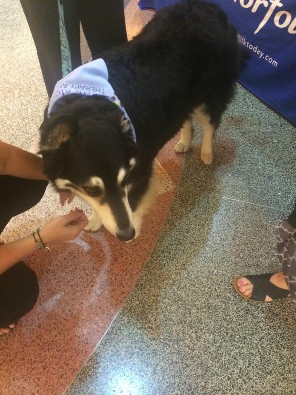 IMEXrichard's tweet photo. The #WEC14 therapy dogs definitely work! Thanks midnight :-) http://t.co/PiuQ3dGnsF