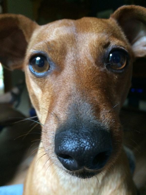 BuddyTheMiniPin's tweet image. #SelfieSunday #PetSelfie #MiniPins #spoiledandblessed