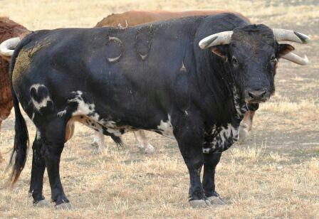 Carlos ZĂșñiga (@zunigatoros) on Twitter photo Os gusta este toro de <a href="/Condemayalde/">Conde de Mayalde</a> para el dĂa 14? Mañana comienza la venta de entradas para la Feria de Gijon 2014 Os gusta este toro de <a href="/Condemayalde/">Conde de Mayalde</a> para el dĂa 14? Mañana comienza la venta de entradas para la Feria de Gijon 2014