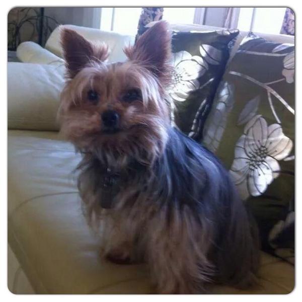 estlou88's tweet image. Pls RT @nenshi @CalgaryHumane.  This little guy is missing in Bearspaw, he's a 6 lb Yorkie named Ding Dong.