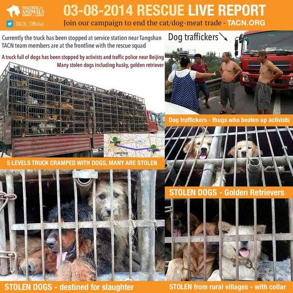 diliska74's tweet image. Rescued 3/8/2014! by @TACN_Official ..
#YulinGetDogsOffTheMenu
# End dog cat meat trade