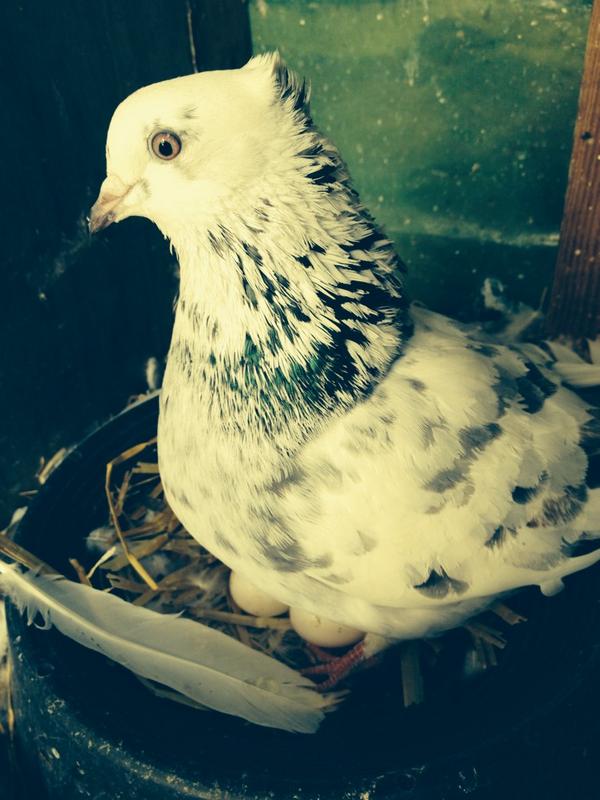 Beauty and her eggs :)