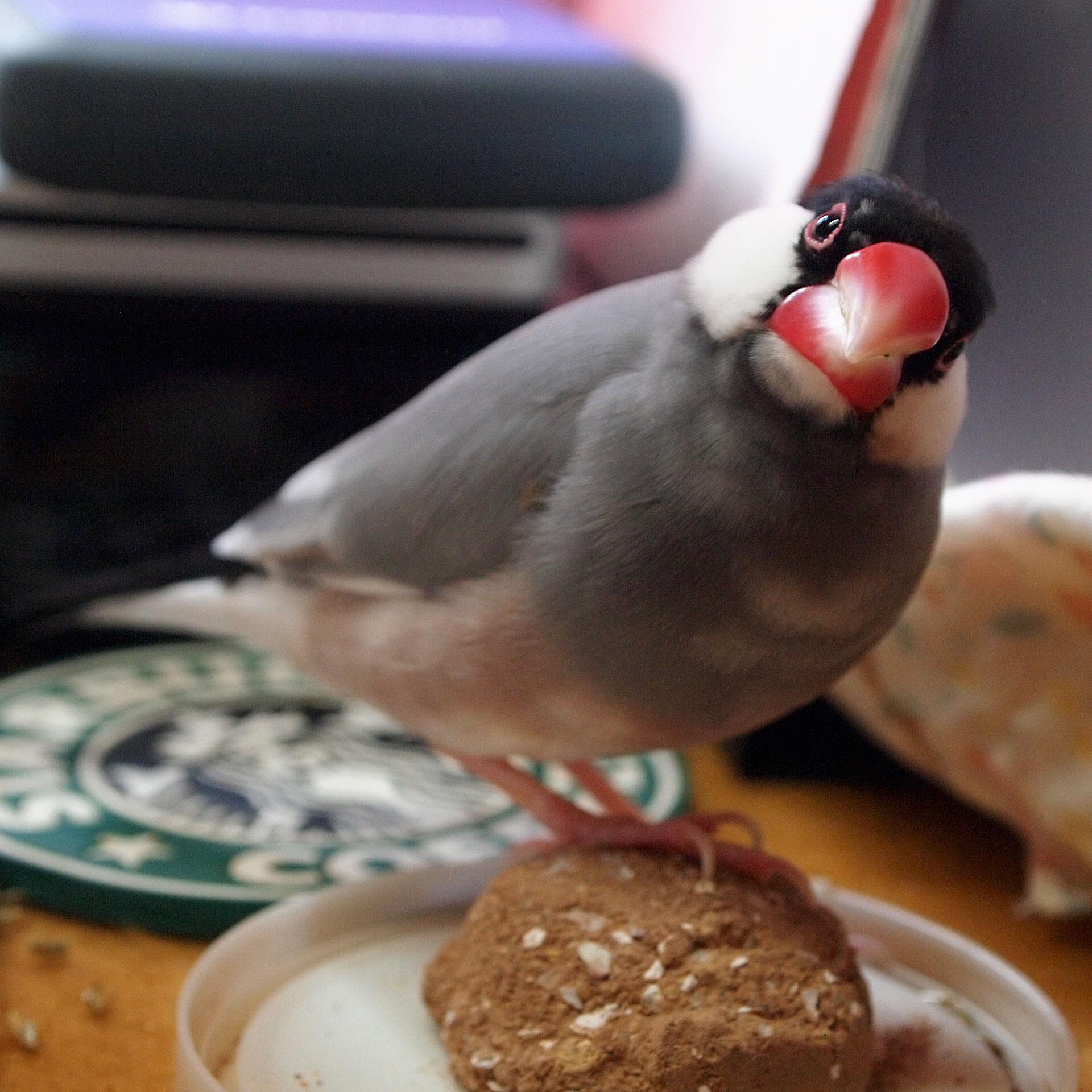 ট ইট র 文鳥かわいい 文鳥が話しかけてきた時は こんな顔 Http T Co 3vsmbl3qag