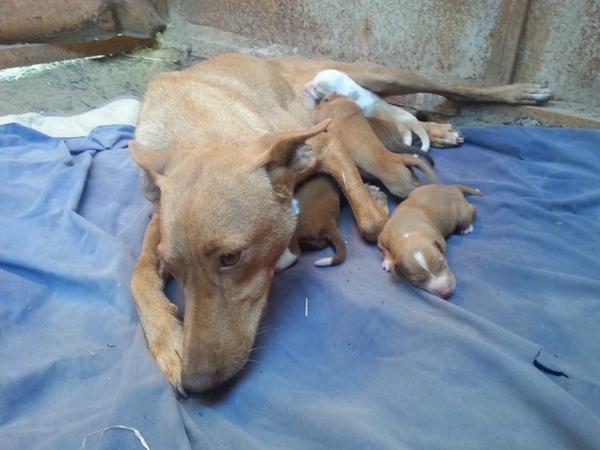 Ely__RV's tweet photo. Se regalan 4 cachorritos de Podenco. Padre y madre de la misma raza. Interesados enviar privado. RT xfa. http://t.co/RRgH211gNx