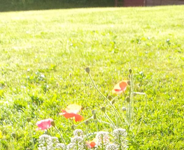 A glorious morning, as the few remaining Salford poppies burst into life.