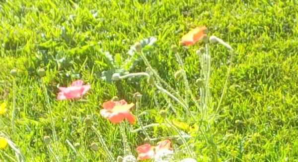 Guerrilla Gardener (@ggsalford) on Twitter photo 