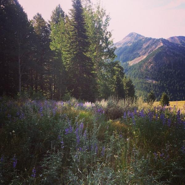 I hit peak #wildflower bloom on my trek to #hyndman #exploreidaho #idaho #outside