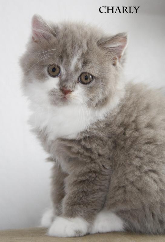 Tamara De Brauwer ar Twitter: "Nieuwe advertentie Brits Langhaar #kittens | Cattery Nomoya | http://t.co/pHvK0nA1gR | #kittentekoop / Twitter