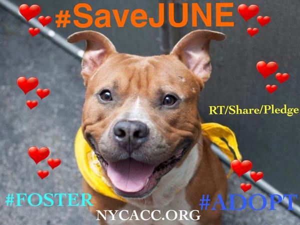 katharineknott's tweet photo. #SaveJUNE #cute 2YR #dog EUTH LIST NYCACC 8/5! #angel 2 #foster #adopt #Save2 #pitbullweek
https://t.co/6LEbV2KqrT http://t.co/fljP1Mg9ma