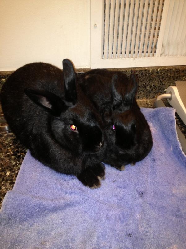 Nochebun's tweet photo. Hey. I don't feel like killing @BunzEva anymore. When did that happen? #bonding http://t.co/jkyapo1kGB