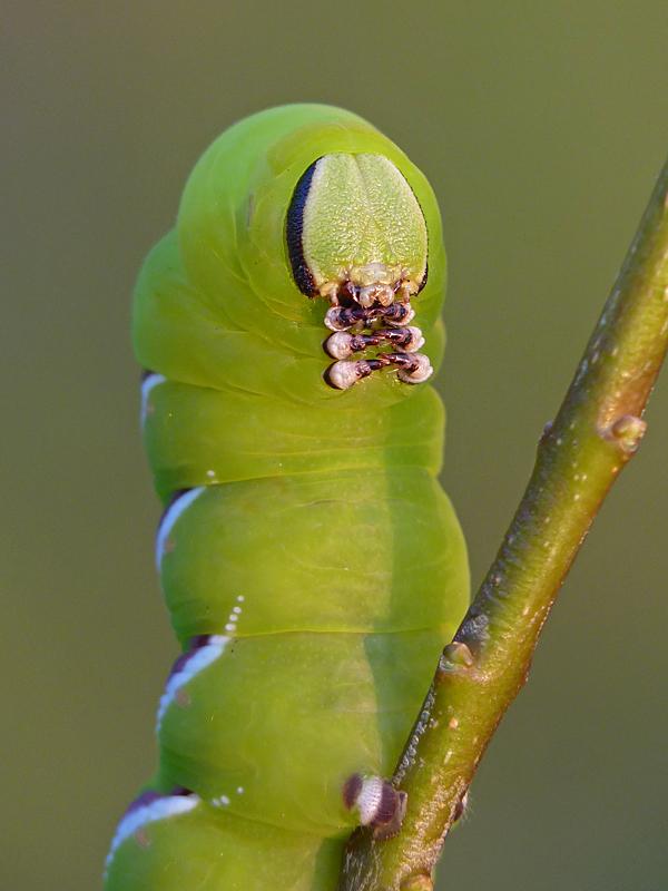 Privet Hawk-moth  Butterfly Conservation