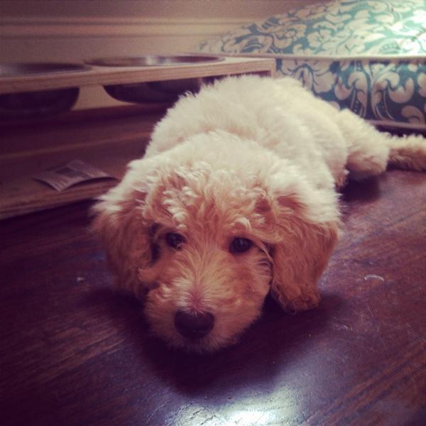 alexandypett's tweet image. #rubylu