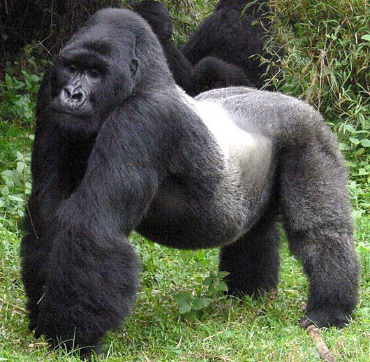 ゴリラ大好きbotヾ Auf Twitter ニシローランドゴリラ 学名 Gorilla Gorilla Gorilla 分布 ニシゴリラの分布においてナイジェリア カメルーン以外 備考 ニシゴリラの亜種 丸い顔 茶褐色か灰色の体毛が特徴 Http T Co Rtb3kfkfaw