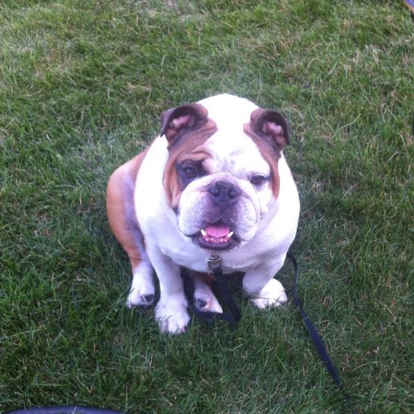 Hey Tank, <a href="/Bengals/">Cincinnati Bengals</a> just signed Andy Dalton for $115M. #jawdrop #bulldog #goodthingihavebeer