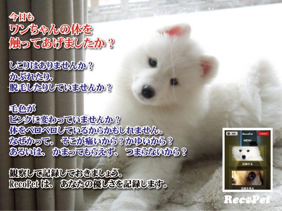 RecoPetCom's tweet photo. 始めましょう。続けましょう、ワンちゃんの記録。

 https://t.co/mK9f4bl4pv 　で。 https://t.co/Mx0ZiyFmWL