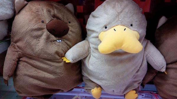 タイトーステーション上野アメ横店 Pa Twitter プライズ ウォンバットさんカモノハシbigぬいぐるみ 設置致しました ウォンバットさん のぬいぐるみなんて珍しいですね カモノハシさんと一緒に登場です どっちも癒される可愛さですよ プライズ ウォンバット