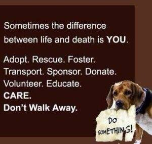 DallasShelter's tweet photo. Please help! #Adopt Transport #ShareInfo #Foster #Educate #Donate   Everything helps the animals. #SharingSavesLives http://t.co/FOIyEu3VEN