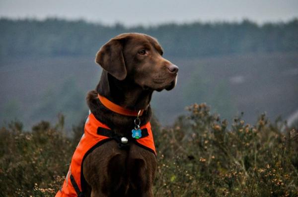 SurreySAR's tweet photo. Surrey Search Dog Woody &amp; Handler Jon found a missing man last night on a search in Buckinghamshire just before 4am http://t.co/byZ51rKQH0