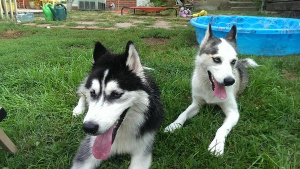shyjaron84's tweet photo. Darwin and Shyloh hanging tough #puppypoolparty http://t.co/ZKsY6iVwob