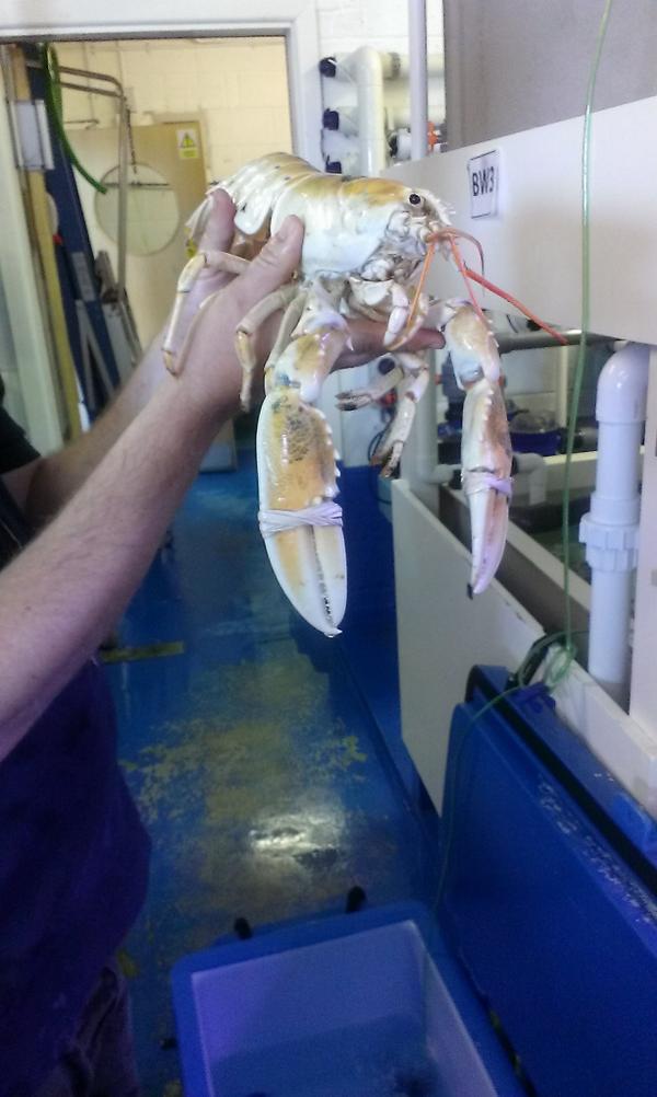 NationalLobsterHatch tweet media