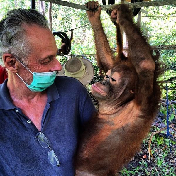 #OrangutanCareCenter in Pangkalan Bun Borneo. Spent 1.5 days amongst juvenile &amp; infants w/ Dr Galdikas. #svendonesia