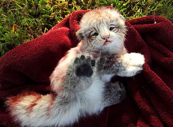 Реалистичные игрушки животных. Реалистичная игрушка кот. Пикачу пикачу. Кролик ляля непета. Самые красивые мягкие игрушки.