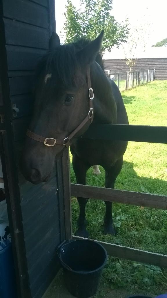 HeatherHev95's tweet photo. The new boy zantie 😊 http://t.co/5KusoadvKt