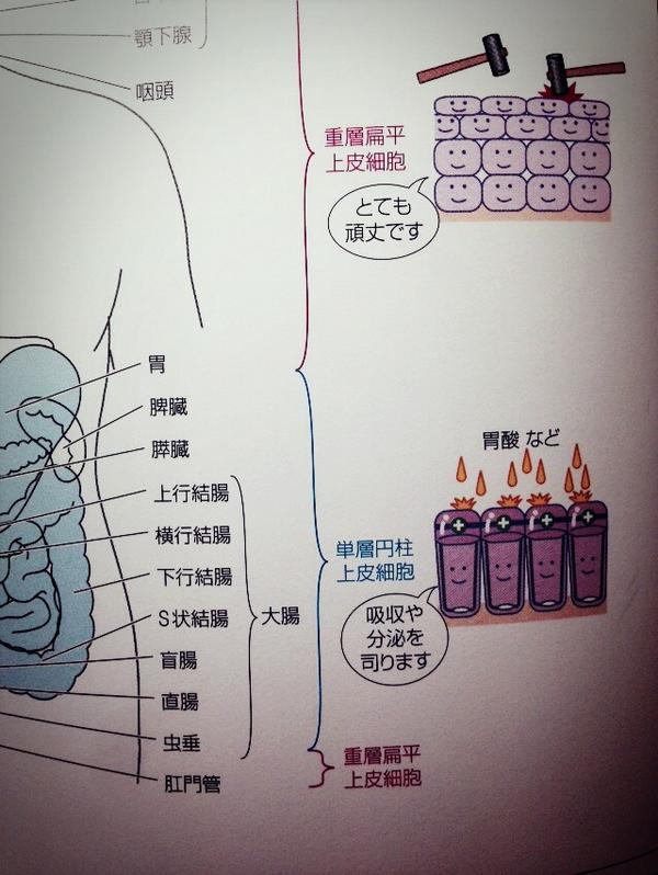 病気がみえる 超解説 A Twitteren １消化器 解剖 胃より上の消化器は 重層扁平上皮細胞 であり とても頑丈 胃から直腸までは 単層円柱上皮細胞 であり 吸収したり分泌する おまけ なぜか肛門管のみ重層扁平上皮細胞 Http T Co Ekplnqegux