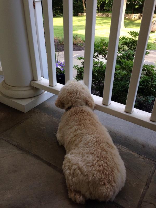 ElvisTheCockapo's tweet photo. Guarding the house #cockapoo http://t.co/S9wb9Fadpf