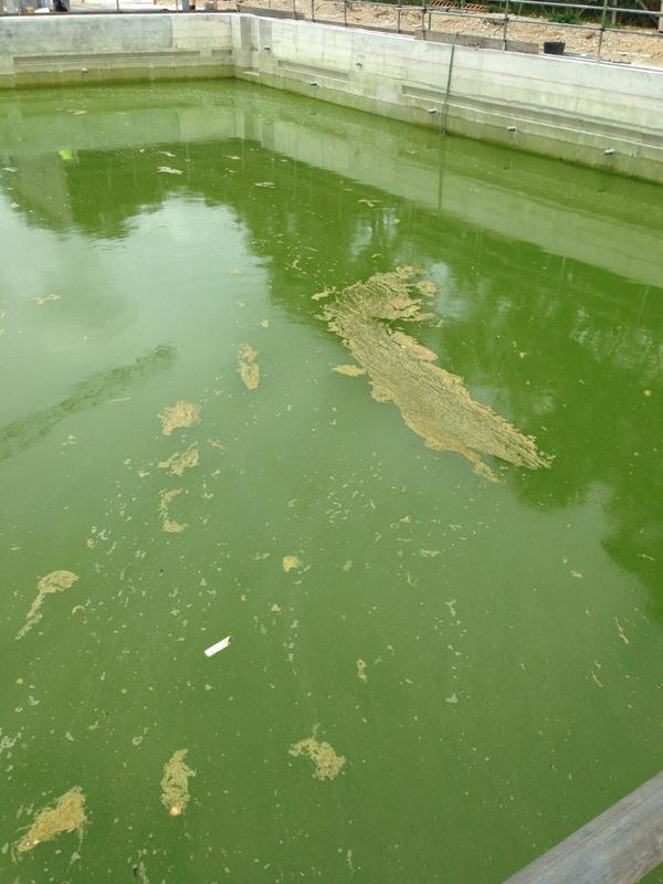 MochaelW's tweet photo. Did Wesley take a bath in this after his bike ride this morning @stevmc05 @joelc81 http://t.co/2kv8sV2Mhj