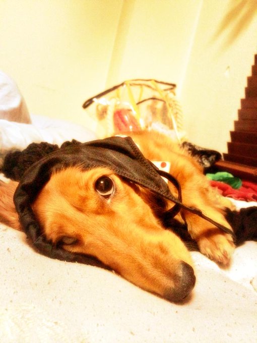 パンティ泥棒ベリちゃん&hearts;️ http://t.co/q7QRpwQx1o