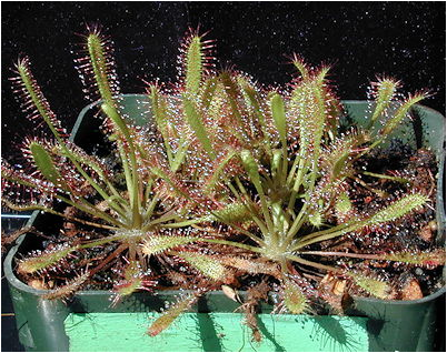 StudioKitchens1's tweet photo. Grow sundew plants in your kitchen to get rid of fruit flies. For kitchen renovation ideas - http://t.co/O6D7Ntpn0d http://t.co/ZTm7aII2jo