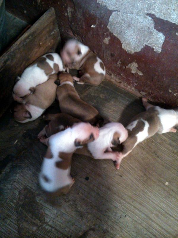 tente_mm's tweet photo. Ya estan mas grandecitos y cada vez mas bonitos! Camada de Américan Staffordshire Terrier a 100 euros desparasitados. http://t.co/JOPwzJfcfn