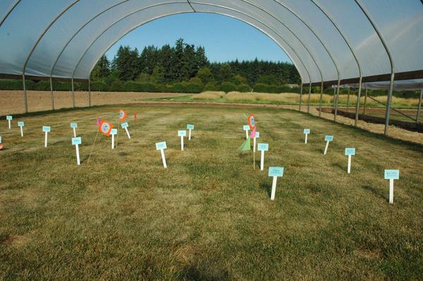 Pure-Seed Testing  tweet media