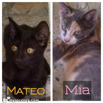 LoBa329's tweet photo. Esperando por adoptantes amorosos y responsables. Esterilizados y desparasitados. Maracaibo @RefugioHalley http://t.co/SdIKmx88u4