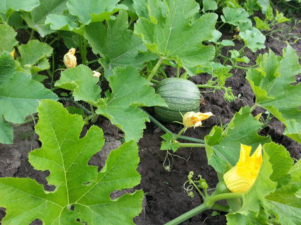 Pumpkins are coming along nicely. Looking forward to Pumpkin Fest.