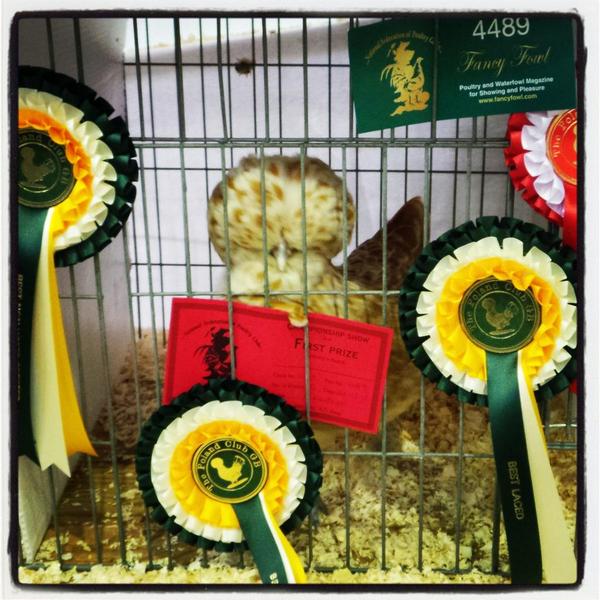 simonpickles's tweet image. @JulieFarin thank you. she&apos;s the only chicken I know with a hashtag in her name #TOCP