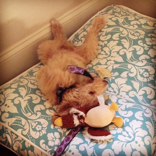 alexandypett's tweet image. #rubylu just hanging out