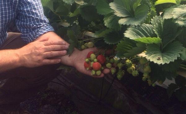 Doleireland's tweet photo. As Bank Holiday Tuesdays go, this was a good one. Filming McCormacks Berry farm in Longford. #peoplebehindourproduce http://t.co/YLS8IeYJmA