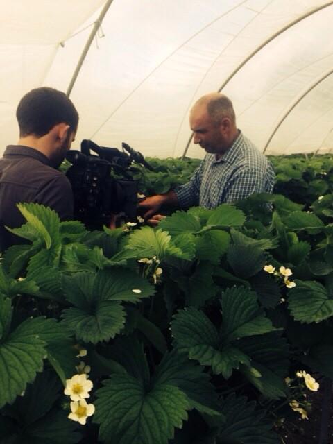 As Bank Holiday Tuesdays go, this was a good one. Filming McCormacks Berry farm in Longford. #peoplebehindourproduce