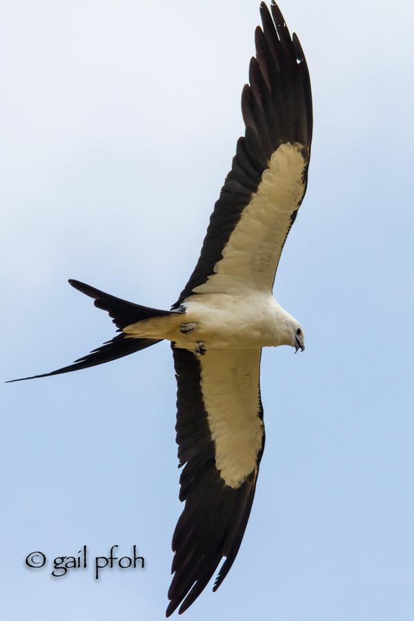 audubonsociety's tweet photo. Gorgeous! RT @GailPfoh: @AtlantaGAudubon great time to see Swallow-tailed Kites as they begin migrating to So America http://t.co/iFoSEmUmED